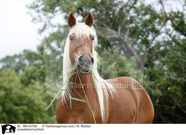 Haflinger-Mix Portrait / crossbreed portrait / RR-43793
