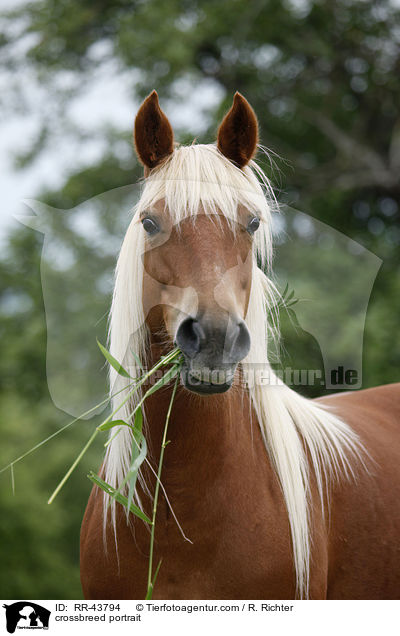 Haflinger-Mix Portrait / crossbreed portrait / RR-43794