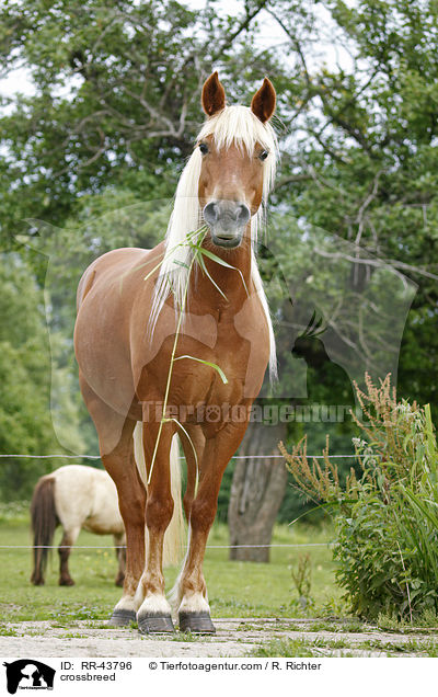 Haflinger-Mix / crossbreed / RR-43796