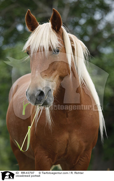 Haflinger-Mix Portrait / crossbreed portrait / RR-43797