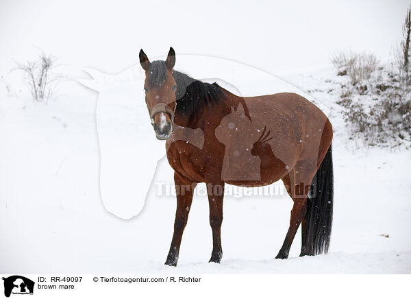 braune Stute / brown mare / RR-49097