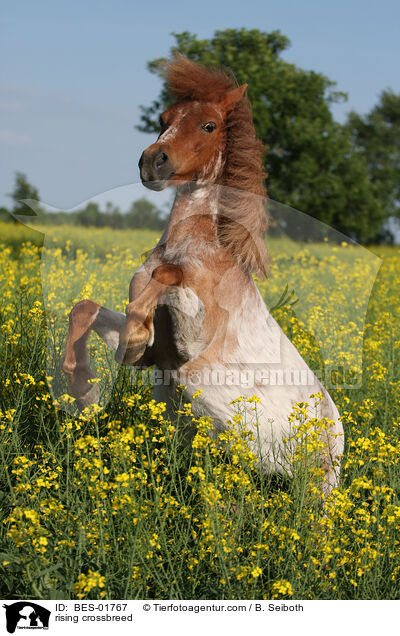 steigender Shetty-Welsh-Mix / rising crossbreed / BES-01767