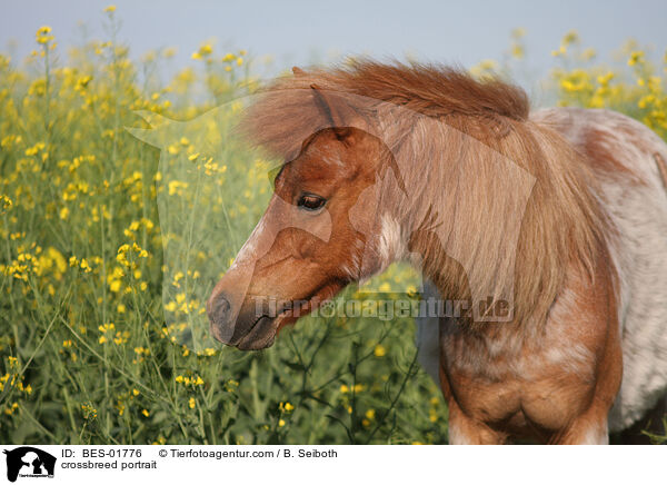 Shetty-Welsh-Mix Portrait / crossbreed portrait / BES-01776
