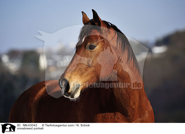 Oldenburger-Araber-Mix Portrait / crossbreed portrait / NN-03042