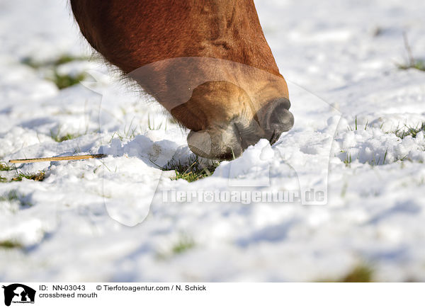 Oldenburger-Araber-Mix Maul / crossbreed mouth / NN-03043