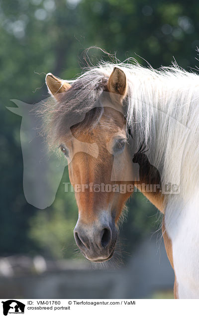crossbreed portrait / VM-01760