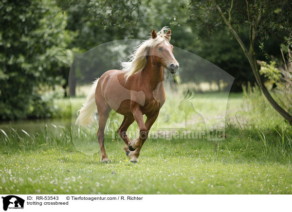 trabender Haflinger-Mix / trotting crossbreed / RR-53543