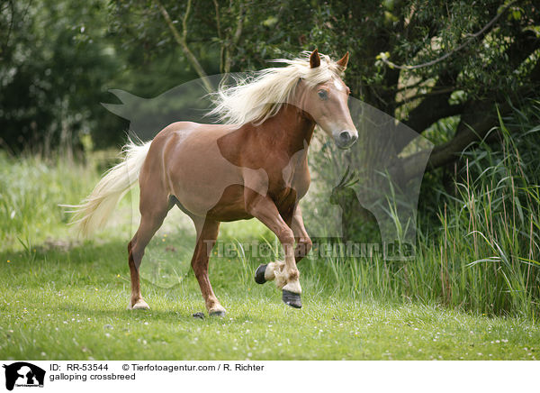 galoppierender Haflinger-Mix / galloping crossbreed / RR-53544