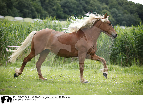 galoppierender Haflinger-Mix / galloping crossbreed / RR-53545