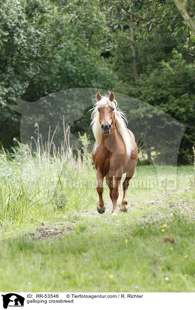 galoppierender Haflinger-Mix / galloping crossbreed / RR-53546