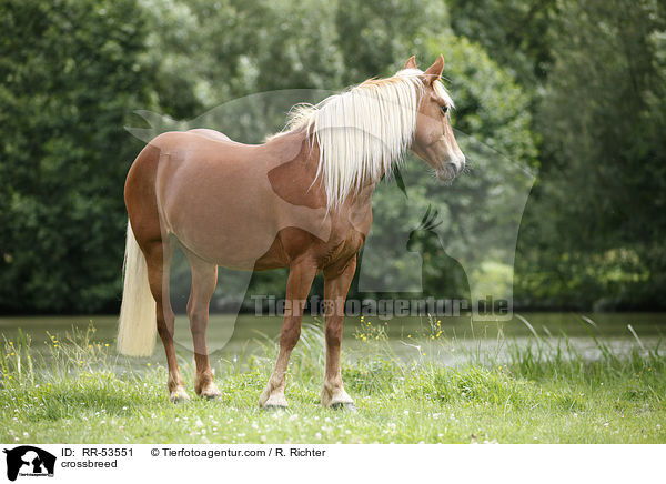 Haflinger-Mix / crossbreed / RR-53551
