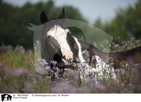 Pinto Portrait / Pinto Portrait / RR-54482