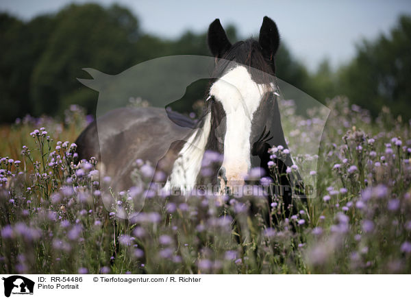 Pinto Portrait / RR-54486