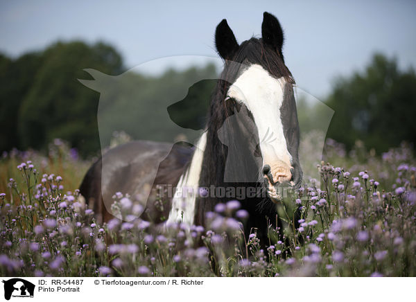 Pinto Portrait / RR-54487