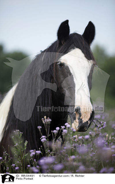 Pinto Portrait / RR-54491