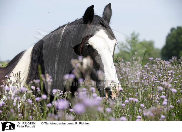 Pinto Portrait / RR-54501