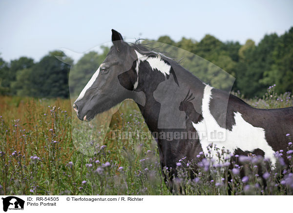 Pinto Portrait / RR-54505