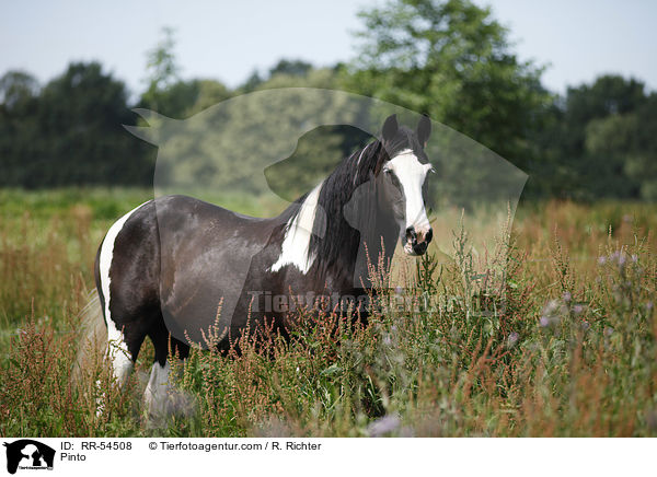 Pinto / RR-54508