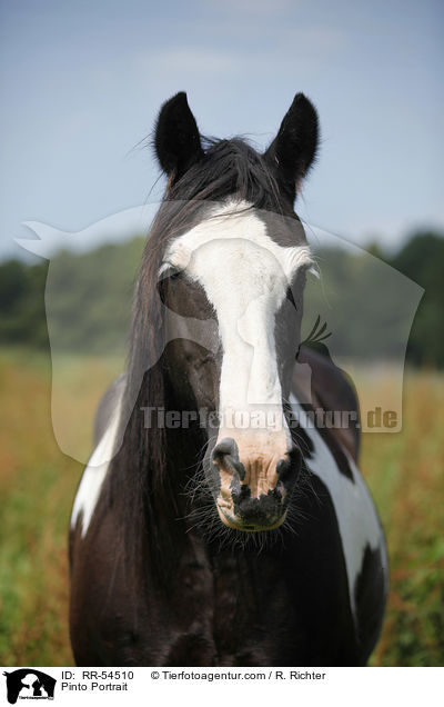 Pinto Portrait / RR-54510