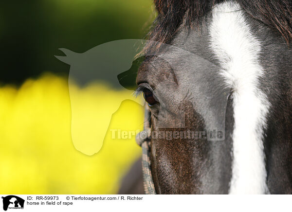 Pferd im Rapsfeld / horse in field of rape / RR-59973