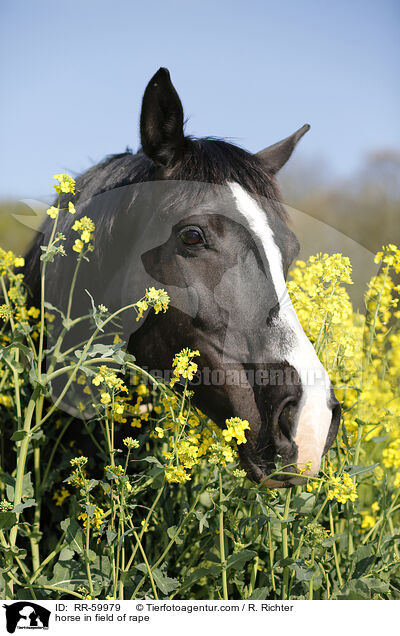 Pferd im Rapsfeld / horse in field of rape / RR-59979