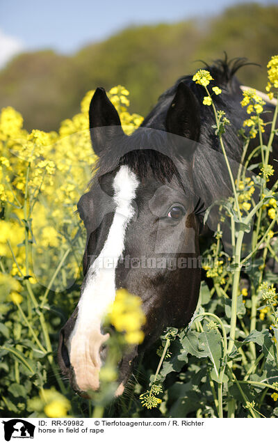 Pferd im Rapsfeld / horse in field of rape / RR-59982