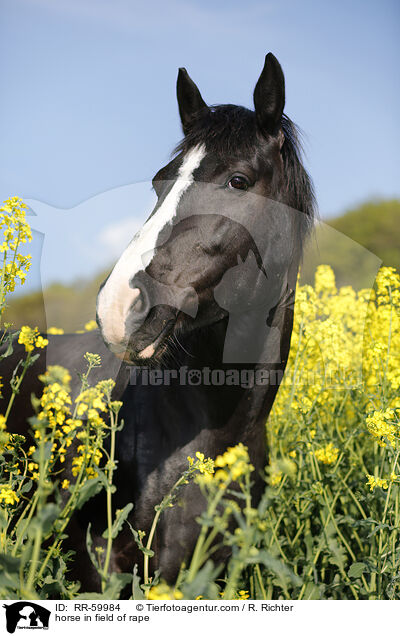 Pferd im Rapsfeld / horse in field of rape / RR-59984