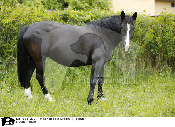 trchtige Stute / pregnant mare / RR-61239