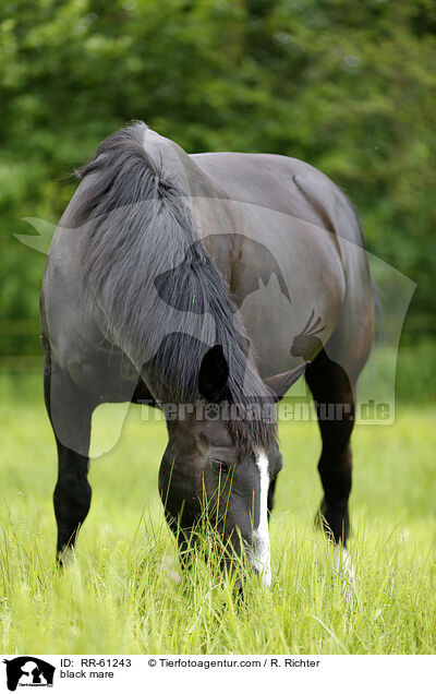 Rappstute / black mare / RR-61243