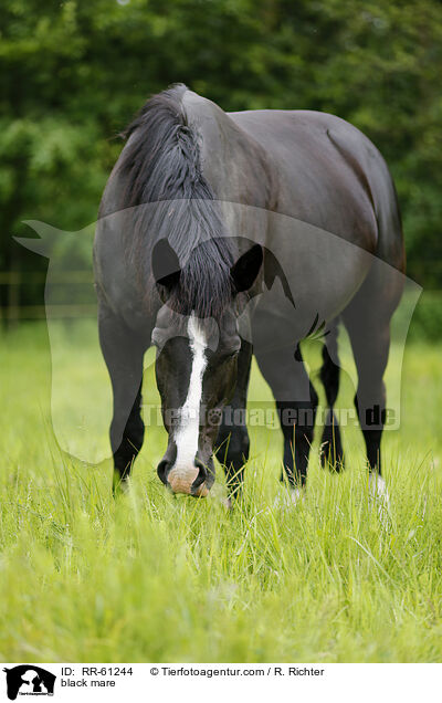 Rappstute / black mare / RR-61244