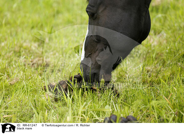 Rappstute / black mare / RR-61247