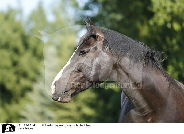 Schweres-Warmblut-Friese-Kreuzung / black horse / RR-61641