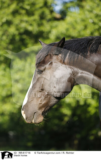 Schweres-Warmblut-Friese-Kreuzung / black horse / RR-61716