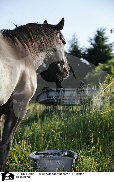 Schweres-Warmblut-Friese-Kreuzung / black horse / RR-62084