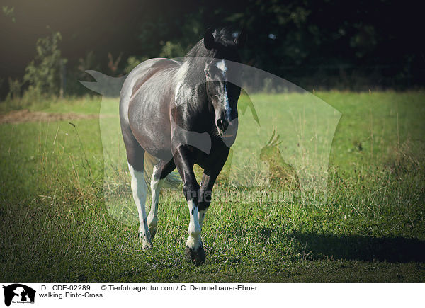 walking Pinto-Cross / CDE-02289