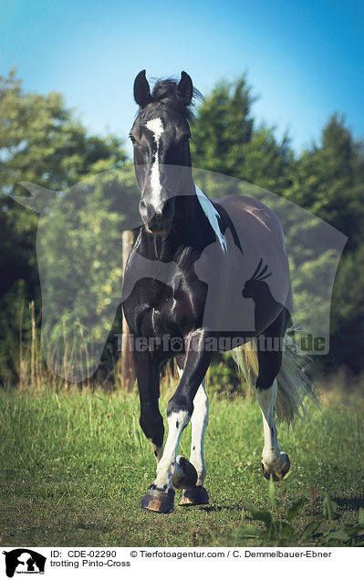 trotting Pinto-Cross / CDE-02290