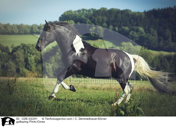 galloping Pinto-Cross / CDE-02291