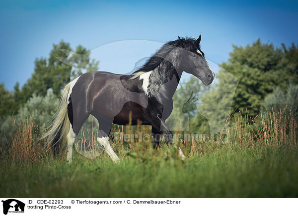 trotting Pinto-Cross / CDE-02293