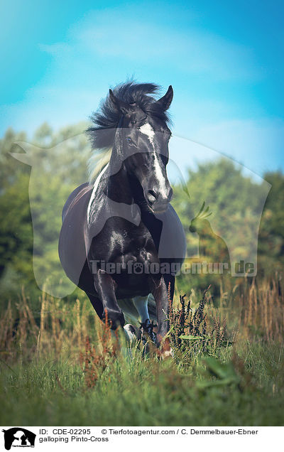 galloping Pinto-Cross / CDE-02295