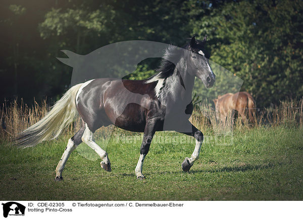 trotting Pinto-Cross / CDE-02305