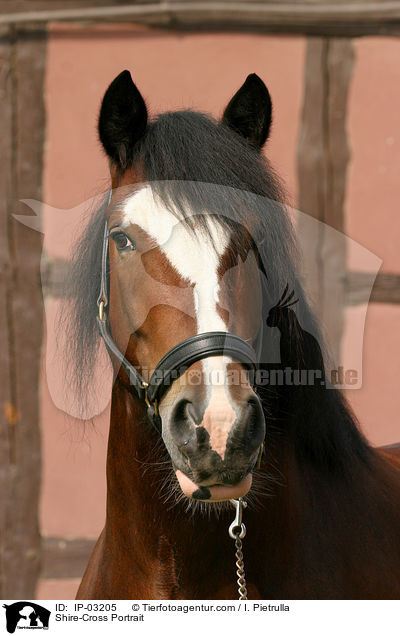 Shire-Cross Portrait / IP-03205