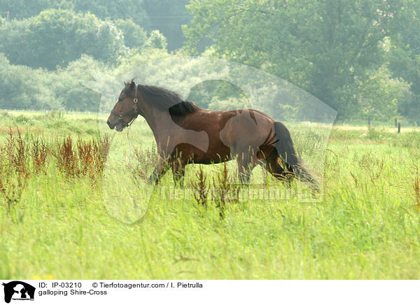 galoppierender Shire-Mix / galloping Shire-Cross / IP-03210