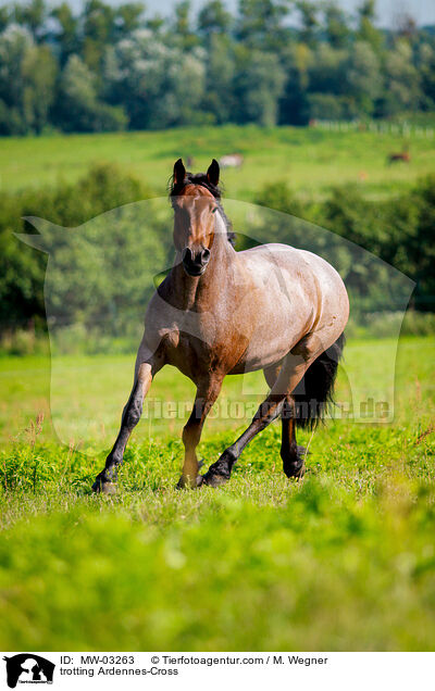 trotting Ardennes-Cross / MW-03263