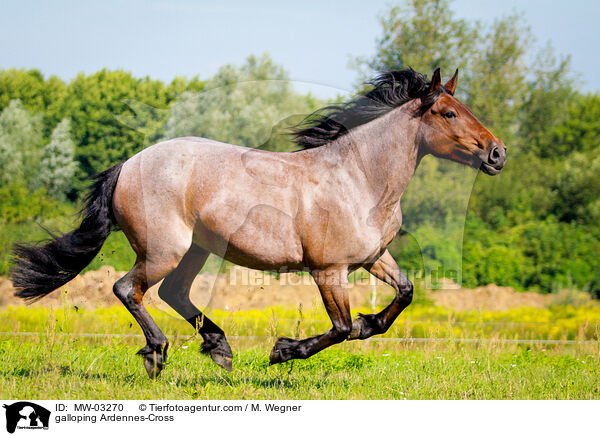 galloping Ardennes-Cross / MW-03270
