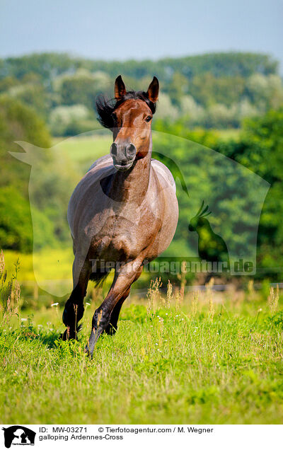 galloping Ardennes-Cross / MW-03271