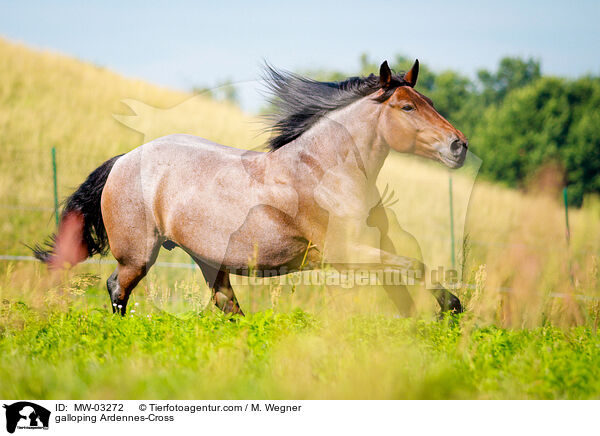 galloping Ardennes-Cross / MW-03272