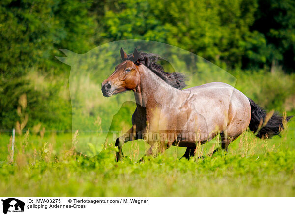 galloping Ardennes-Cross / MW-03275