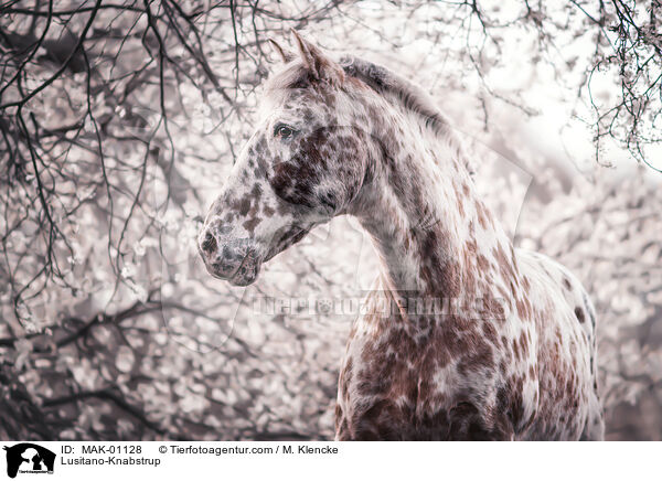 Knabstrupper-Lusitano-Mix Portrait / Lusitano-Knabstrup / MAK-01128