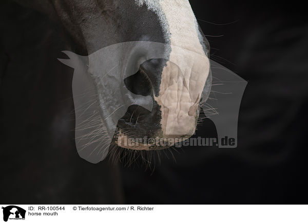 Pferdemaul / horse mouth / RR-100544