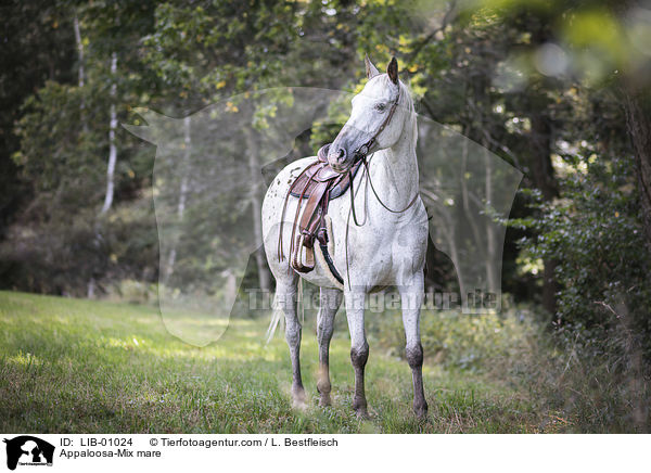 Appaloosa-Mix Stute / Appaloosa-Mix mare / LIB-01024